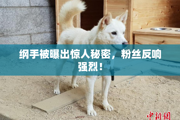 纲手被曝出惊人秘密，粉丝反响强烈！