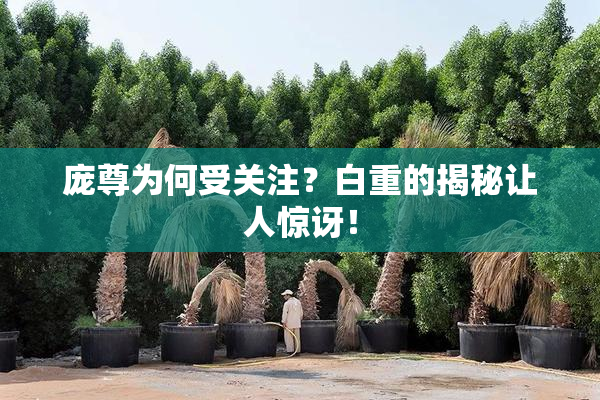 庞尊为何受关注？白重的揭秘让人惊讶！