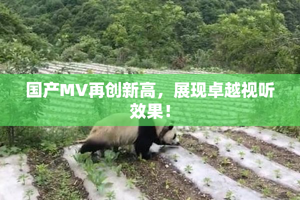 国产MV再创新高，展现卓越视听效果！