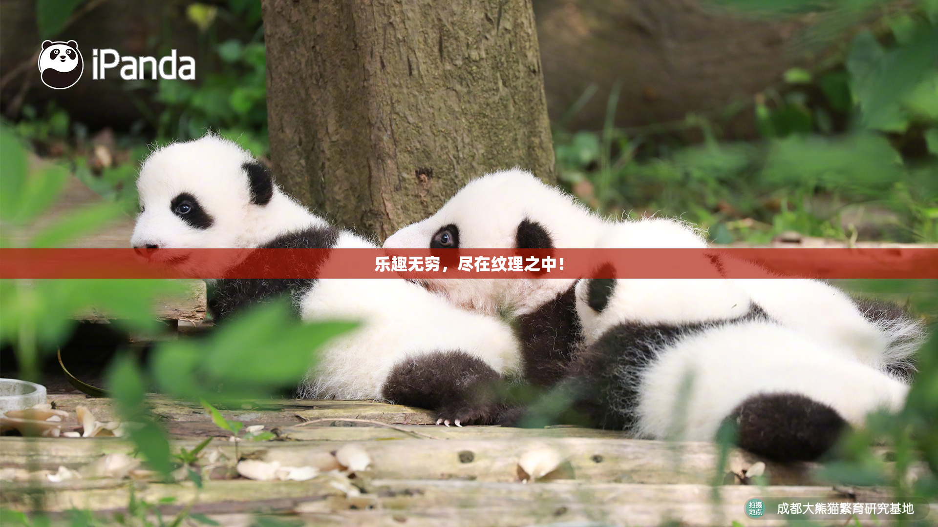 乐趣无穷，尽在纹理之中！