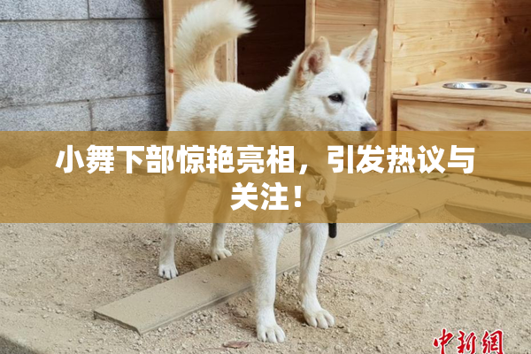小舞下部惊艳亮相，引发热议与关注！