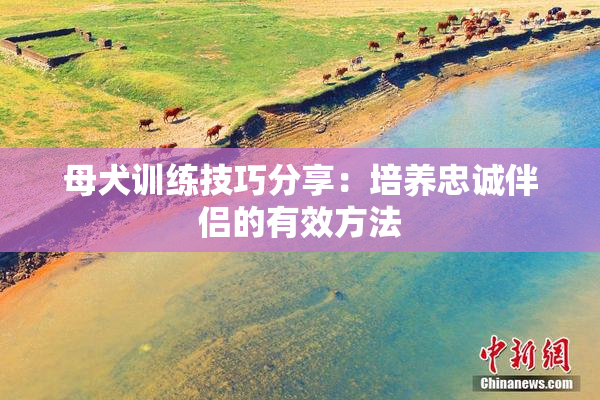 母犬训练技巧分享：培养忠诚伴侣的有效方法