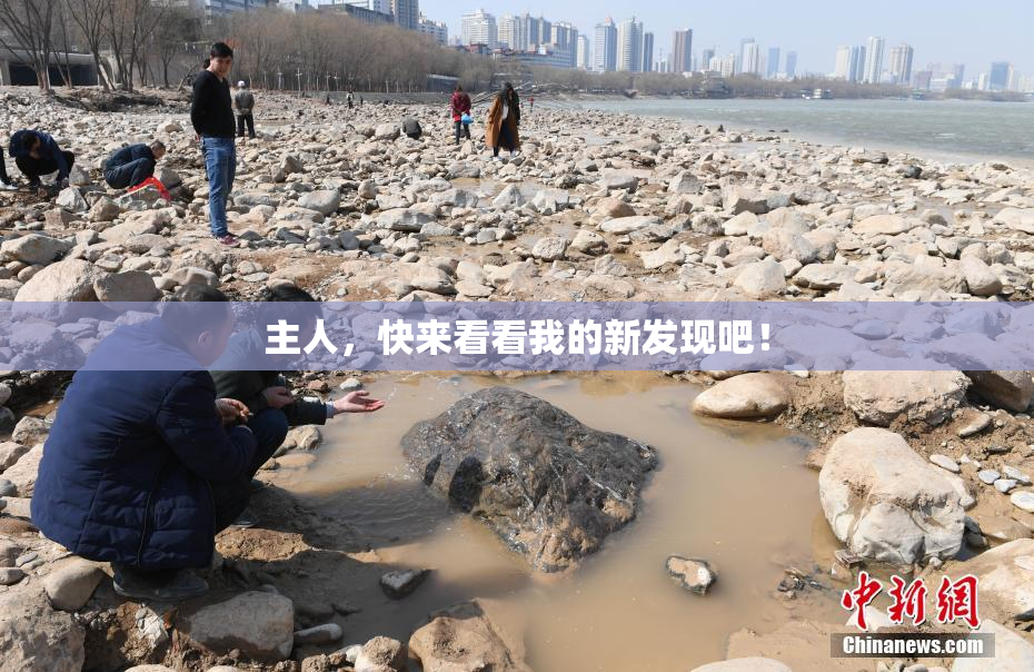 主人，快来看看我的新发现吧！