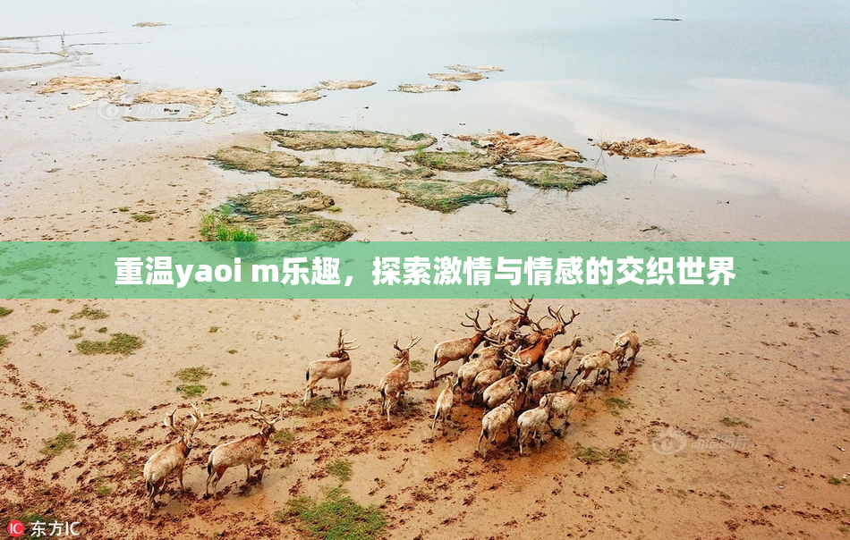 重温yaoi m乐趣，探索激情与情感的交织世界