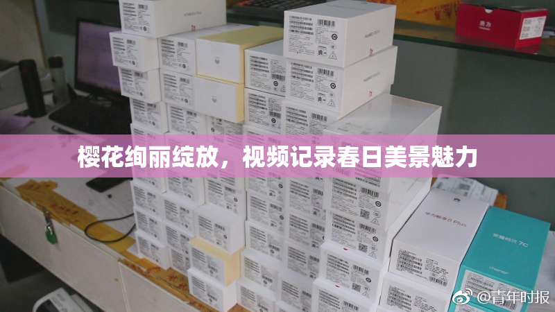 樱花绚丽绽放，视频记录春日美景魅力