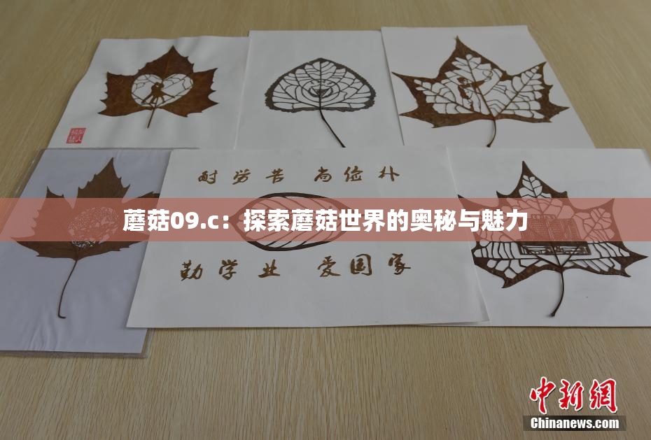 蘑菇09.c：探索蘑菇世界的奥秘与魅力