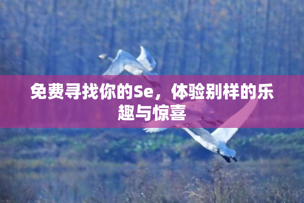 免费寻找你的Se，体验别样的乐趣与惊喜