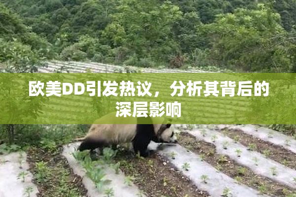 欧美DD引发热议，分析其背后的深层影响