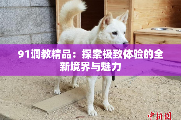 91调教精品：探索极致体验的全新境界与魅力