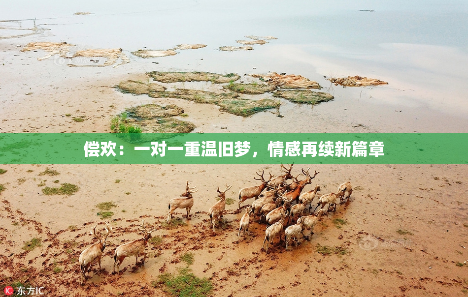 偿欢：一对一重温旧梦，情感再续新篇章