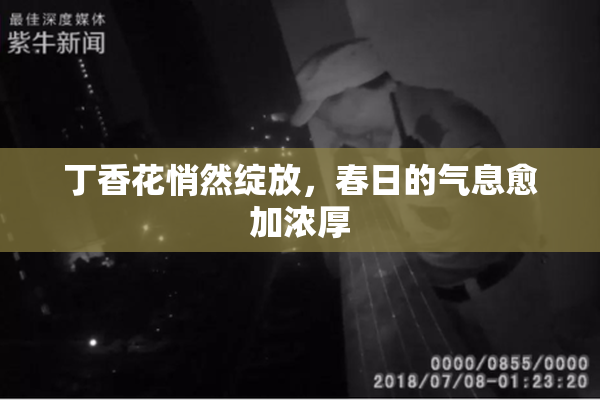 丁香花悄然绽放，春日的气息愈加浓厚
