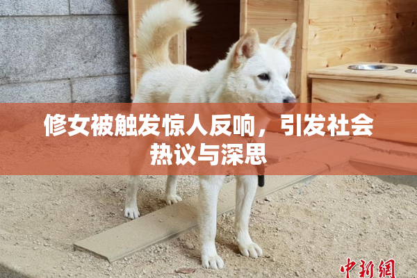 修女被触发惊人反响，引发社会热议与深思