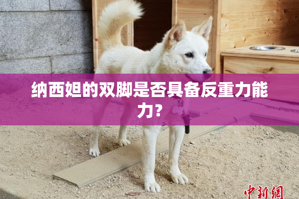 纳西妲的双脚是否具备反重力能力？