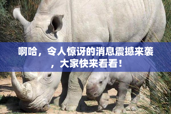 啊哈，令人惊讶的消息震撼来袭，大家快来看看！