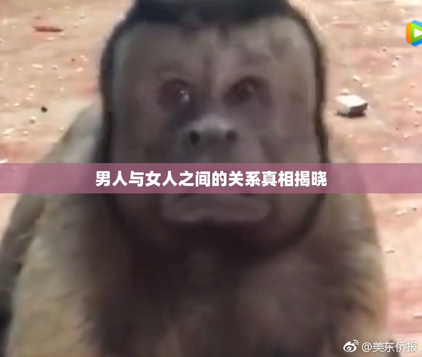 男人与女人之间的关系真相揭晓