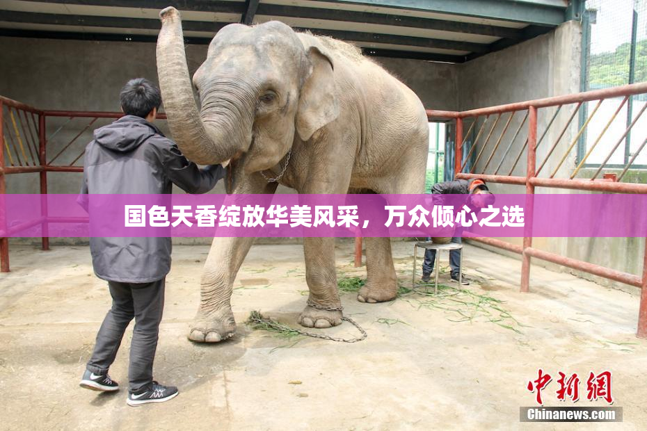 国色天香绽放华美风采，万众倾心之选