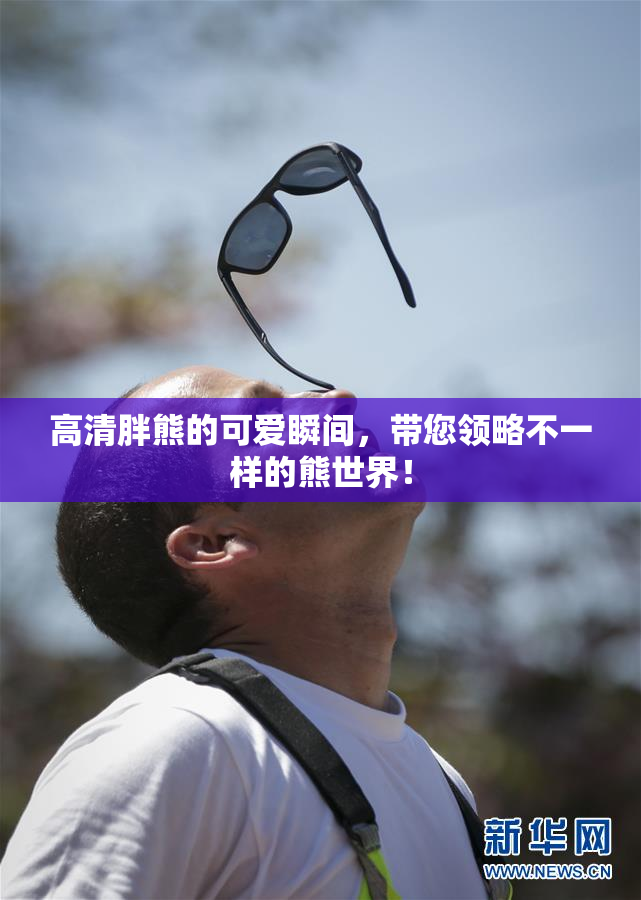 高清胖熊的可爱瞬间，带您领略不一样的熊世界！