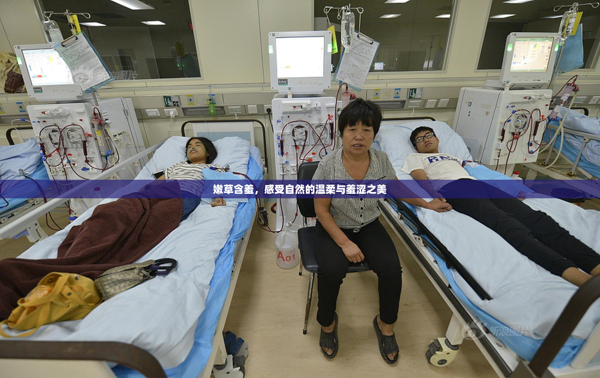 嫩草含羞，感受自然的温柔与羞涩之美