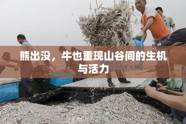 熊出没，牛也重现山谷间的生机与活力