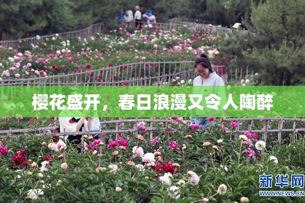 樱花盛开，春日浪漫又令人陶醉