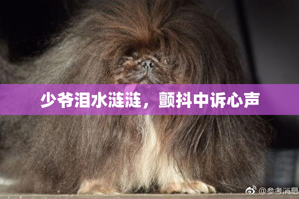 少爷泪水涟涟，颤抖中诉心声