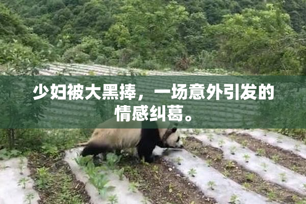 少妇被大黑捧，一场意外引发的情感纠葛。