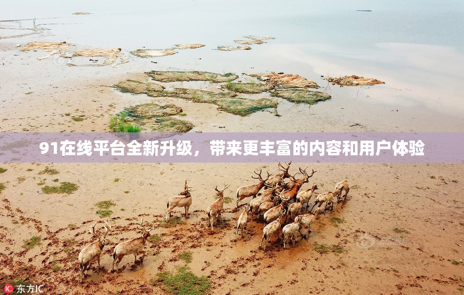 91在线平台全新升级，带来更丰富的内容和用户体验