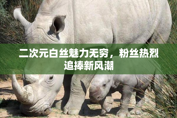 二次元白丝魅力无穷，粉丝热烈追捧新风潮