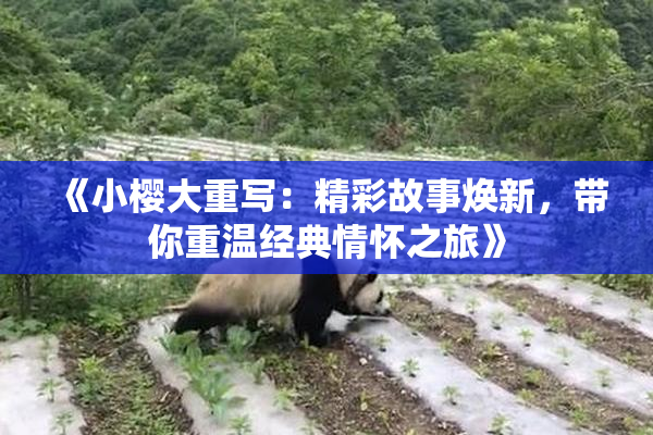 《小樱大重写：精彩故事焕新，带你重温经典情怀之旅》