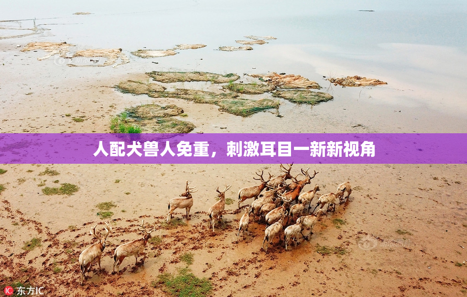 人配犬兽人免重，刺激耳目一新新视角