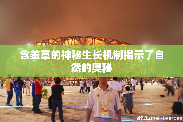 含羞草的神秘生长机制揭示了自然的奥秘