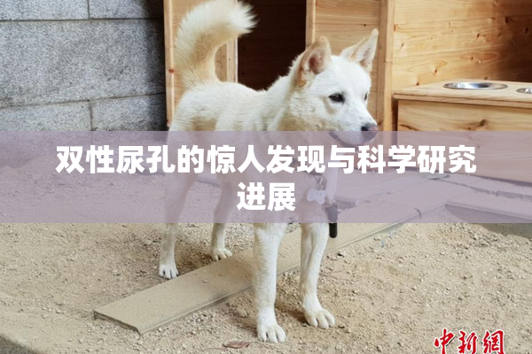 双性尿孔的惊人发现与科学研究进展