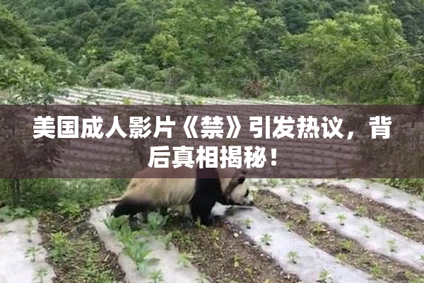 美国成人影片《禁》引发热议，背后真相揭秘！