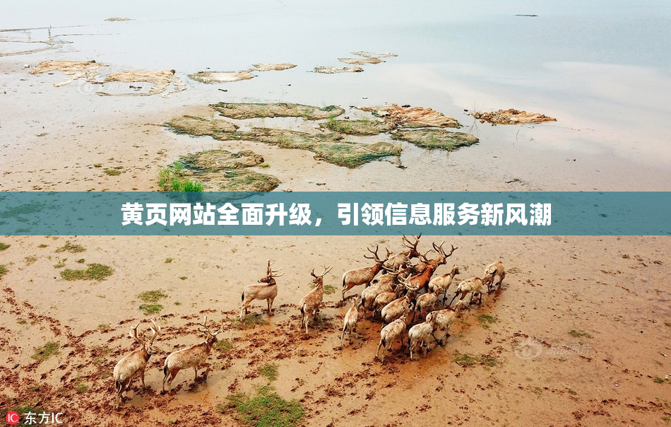 黄页网站全面升级，引领信息服务新风潮