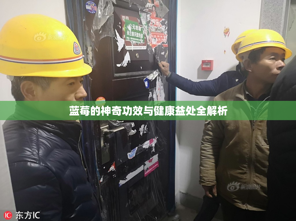 蓝莓的神奇功效与健康益处全解析