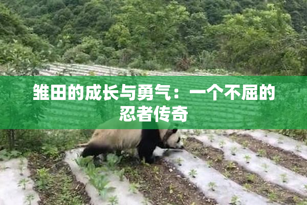 雏田的成长与勇气：一个不屈的忍者传奇