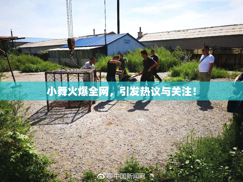 小舞火爆全网，引发热议与关注！