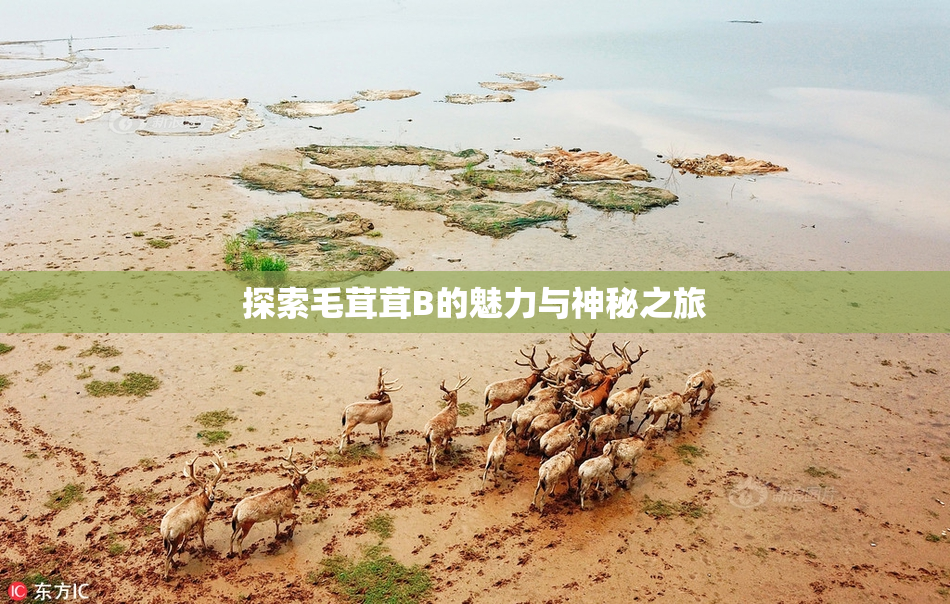 探索毛茸茸B的魅力与神秘之旅