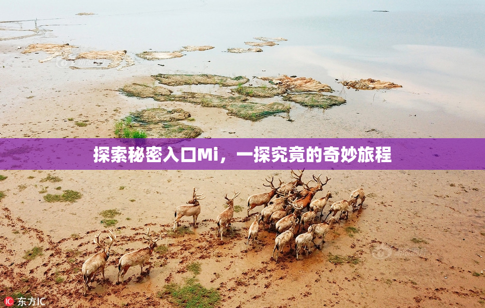 探索秘密入口Mi，一探究竟的奇妙旅程
