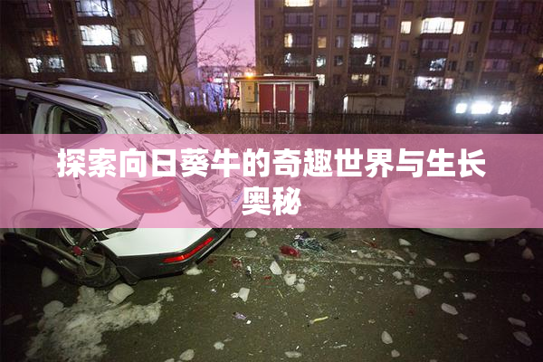 探索向日葵牛的奇趣世界与生长奥秘