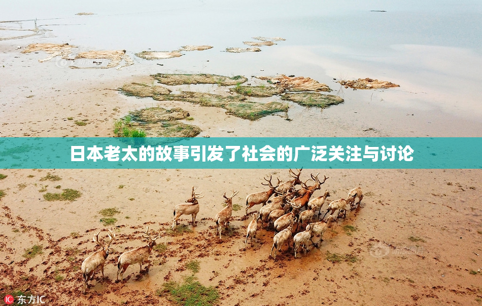 日本老太的故事引发了社会的广泛关注与讨论