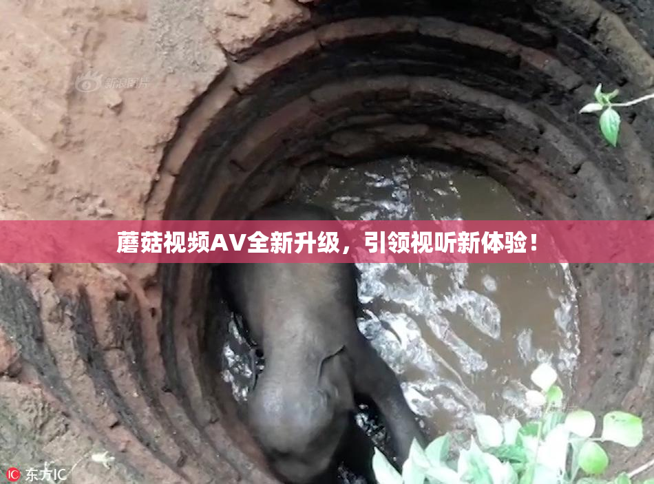 蘑菇视频AV全新升级，引领视听新体验！