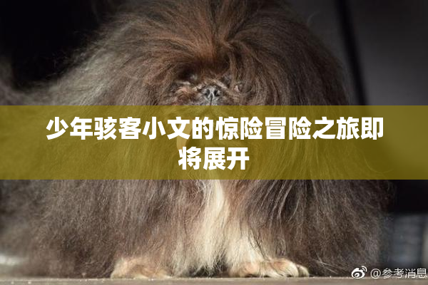 少年骇客小文的惊险冒险之旅即将展开