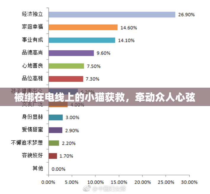 被绑在电线上的小猫获救，牵动众人心弦