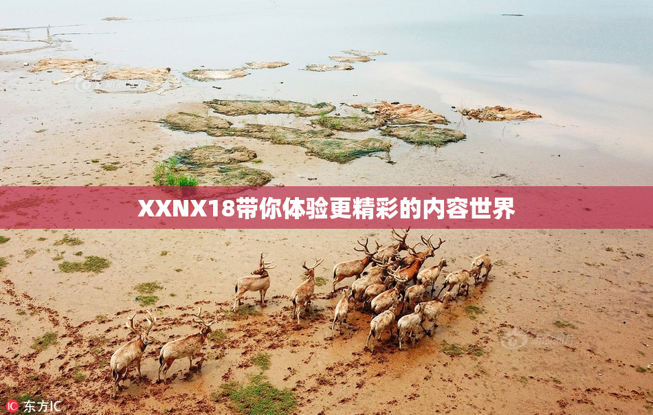 XXNX18带你体验更精彩的内容世界