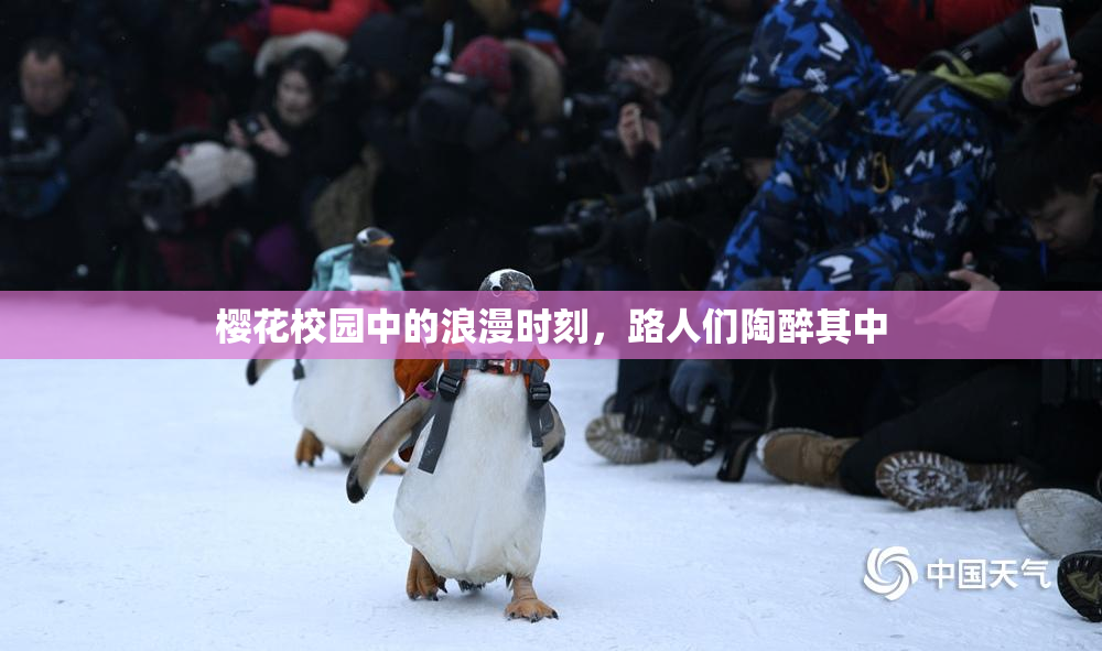 樱花校园中的浪漫时刻，路人们陶醉其中
