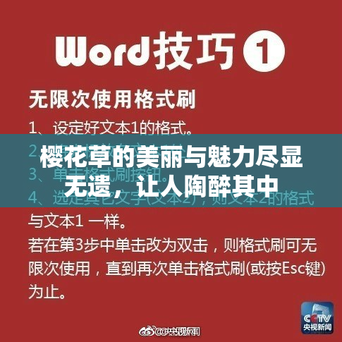 樱花草的美丽与魅力尽显无遗，让人陶醉其中