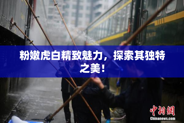 粉嫩虎白精致魅力，探索其独特之美！