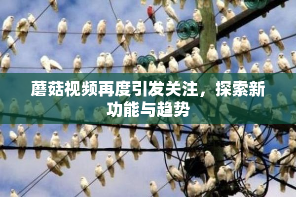 蘑菇视频再度引发关注，探索新功能与趋势