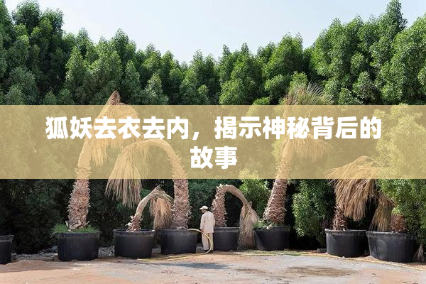 狐妖去衣去内，揭示神秘背后的故事
